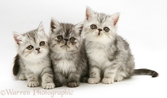 Three silver Exotic kittens, 9 weeks old