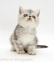 Blue-silver Exotic kitten, 9 weeks old