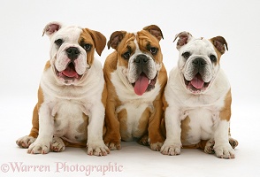 Three Bulldog pups sitting together