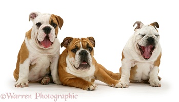 Three Bulldog pups