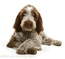 Brown Roan Spinone pup