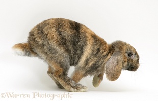 Tortoiseshell Dwarf Lop rabbit