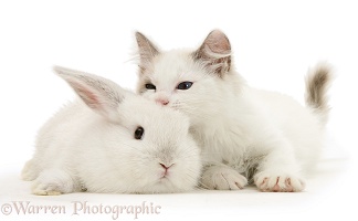 Colour-point lop rabbit baby with Lilac Ragdoll kitten