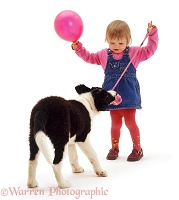 Girl playing tug with Border Collie pup