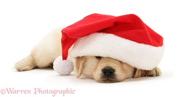 Golden Retriever pup under Father Christmas hat