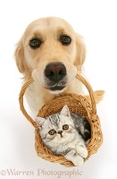 Golden Retriever with kitten in a basket