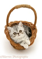 Silver tabby Exotic kitten in a wicker basket