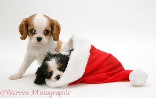 King Charles puppies in a Santa hat