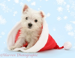 Westie pup in Santa hat
