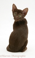 Brown Oriental-type kitten
