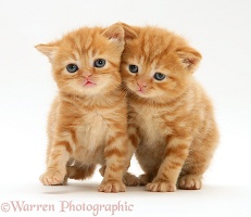 British shorthair red tabby kittens