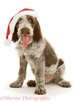 Brown Roan Spinone pup with Santa hat