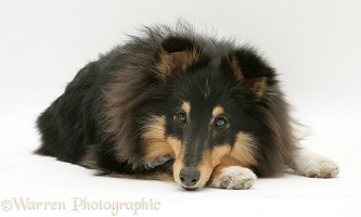 Sheltie with chin on paw
