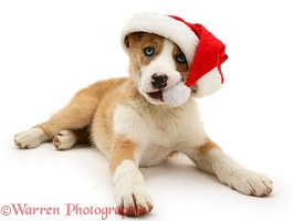 Border Collie pup chewing the bobble of his Santa hat