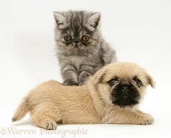 Exotic kitten and Pugzu (Pug x Shih-Tzu) pup