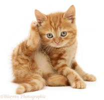 Red tabby British Shorthair kitten scratching its ear