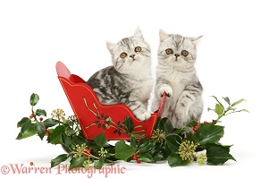 Exotic kittens in a festive sledge