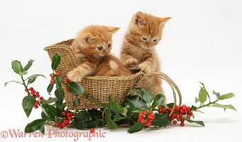 Ginger kittens with a festive sledge and holly