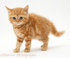 Red tabby British Shorthair kitten