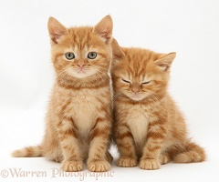 Sleepy Red tabby British Shorthair kittens