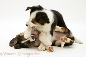 Tricolour Border Collie pups, brothers play-fighting
