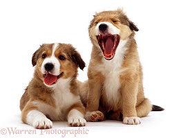 Sleepy sable Border Collie pups yawning