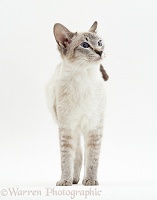 Lilac-point Siamese cat
