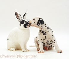 Spotted rabbit and Dalmatian pup