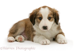 Sable-and-white Border Collie pup