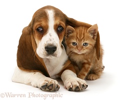 Ginger kitten and Basset pup