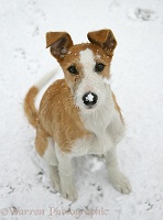 Lurcher in the snow