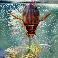 Great Diving Beetle at water surface