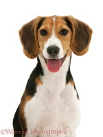 Portrait of Beagle pup