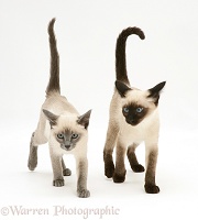 Seal-point and Blue-point Siamese kittens