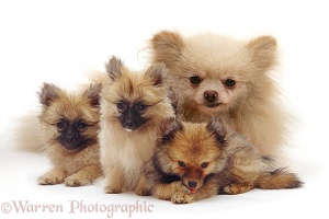 Pomeranian mother and puppies