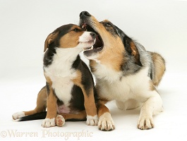 Border Collie muzzle-holding a pup
