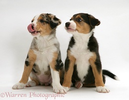 Merle and tricolour Border Collie pups, 8 weeks old