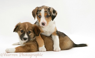 Merle & sable Border Collie pups, 8 weeks old sisters