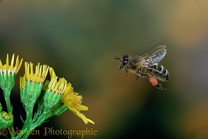 Honey Bee flight
