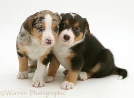Merle & tricolour Border Collie pups, 8 weeks old