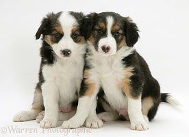 Two Tricolour Border Collie pups, 8 weeks old brothers