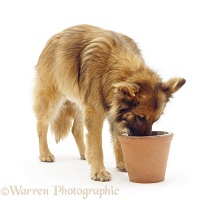 German Shepherd Dog eating from a raised bowl