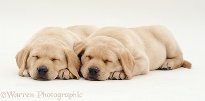 Sleeping Labrador puppies