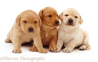 Trio of Labrador puppies