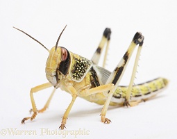 Desert Locust
