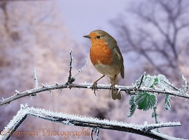 Robin on frosty bramble
