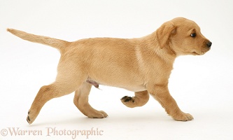 Yellow Labrador Retriever pup