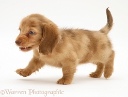 Cream Dapple Miniature Long-haired Dachshund pup