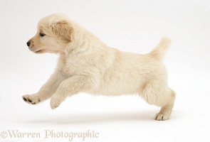 Golden Retriever puppy running across
