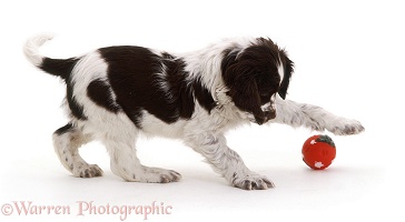 Spaniel puppy with a ball